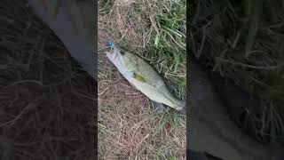 fishing badfish bassfishing giantbass bass fish lake goviral bassfish viewsviralvideo [upl. by Tisdale567]