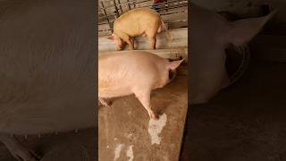 Large White Pig Couple 🐖largewhite yorkshire pig pigfeed animals viral shorts trending [upl. by Barbour]