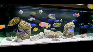 Mixed AfricanAmerican Cichlid Tank  238 Gallon [upl. by Eiramadnil]