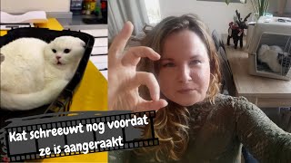 Kattengedragstherapeut reageert op kattenfilmpje 3  Angstige kat met geluiden bij dierenarts [upl. by Zumwalt301]