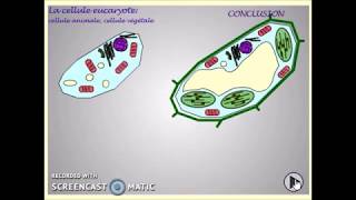 Comparaison cellule animale cellule végétale vidéo finale [upl. by Selda837]