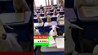 Short vidio reading class Goat 😝Funny videoshortsfeed trending viral shorts YouTube shorts [upl. by Peednama]