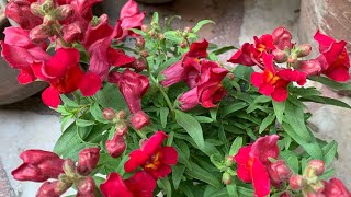 Dog flower plant trending viral shorts red flowers [upl. by Justis]