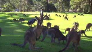 Fleet of Kangaroos Land on Golf Course [upl. by Leahcym]