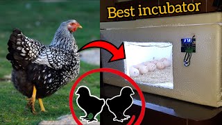 Best incubator for eggs hatching silver wyandotte large chicken eggs hatching [upl. by Knuth339]