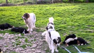 Nos chiens  Matin des Pyrénées  bouvier bernois [upl. by Arnelle]