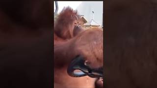 Orangutan ￼Driving a golf cart shorts memesvideo [upl. by Otha]