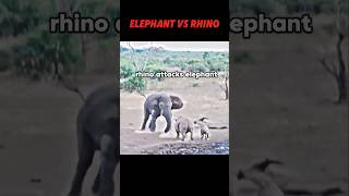 Elephant vs rhino trending animals wildlife elephant rhino shorts short [upl. by Bianchi538]