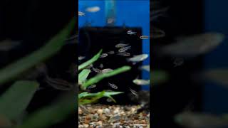 Cory Cat for 10 Gallon shorts fishkeeper fishtank fish fishkeeping aquarium corycatfish [upl. by Rimisac]