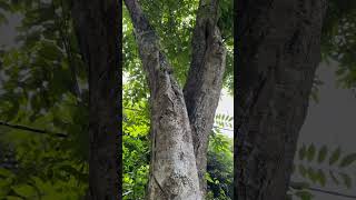 Bark and canopy of Wrightia arborea [upl. by Suirred261]