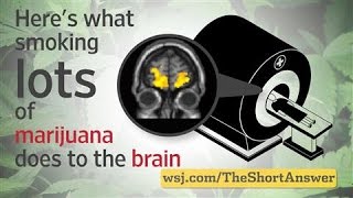 Marijuana Heavy Users Risk Changes to Brain [upl. by Nuhsal105]