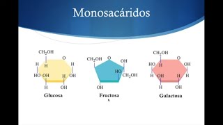 CARBOHIDRATOS  ESTRUCTURA Y CLASIFICACIÓN [upl. by Eidoc484]