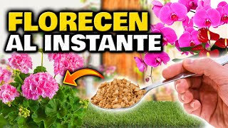 Las PLANTAS FLORECEN AL INSTANTE con este ABONO CASERO ORGÁNICO para FLORACIÓN  Fertilizante Casero [upl. by Goldshell173]