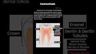 Cementum Dental Anatomydentalhygienist dentist dentalhygiene dentistry study [upl. by Auqenet]