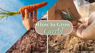 गाजर कैसे उगाएं  How to Grow Carrot  Part 1 [upl. by Eniawtna]