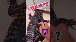 She found the spot ytshorts facts facts rescuefacts crocodile pets [upl. by Anit187]