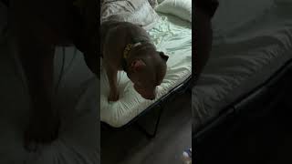 More Sock Stealing😂🤣 shorts puppy doglover americanbully funny viralvideo cute dog fun [upl. by Ocsicnarf]