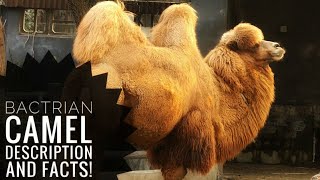 Bactrian camel  Description and Facts [upl. by Phip]