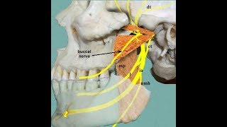 Lateral pterygoid superior head and medial pterygoid exercise [upl. by Osrit602]