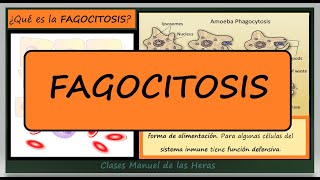 ¿Qué es la FAGOCITOSIS Defensa Inmunitaria y Nutrición Celular Biología [upl. by Oznol237]