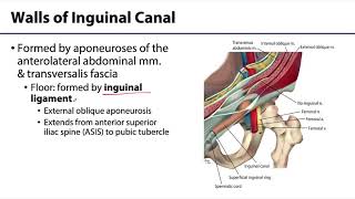 Abdominal Wall Peritoneum and Intestines LO3  Inguinal Canal [upl. by Muffin]