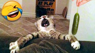 Funny Cat Scares Of Ordinary Things  Cute And Funny Cat Reactions [upl. by Novyat]