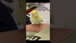 Baby cocktail bird best video new cocktail birds viralvideo viralshort youtubestatus funny [upl. by Macgregor]