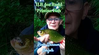 1LB 4oz Rudd River Wensum Pristine condition never been caught fishing fish riverfishing [upl. by Kazimir567]