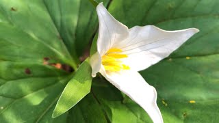 Trilliums [upl. by Crelin]