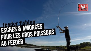 Esches amp amorces pour pêcher les gros poissons au feeder  Episode 1 avec Nicolas Béroud [upl. by Koffman]