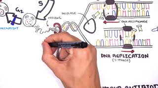 Pharmacology  Chemotherapy agents MOA Alkalating antimetabolites topoisomerase antimitotic [upl. by Gratt756]