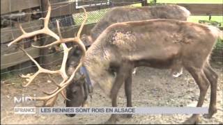 ANIMAUX  Les rennes sont rois en Alsace [upl. by Anertak525]