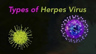 Types of Herpes [upl. by Goldsworthy]