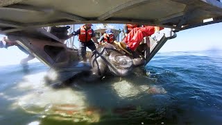 Leatherback Turtles Understanding the Pacific Population [upl. by Nuahs]