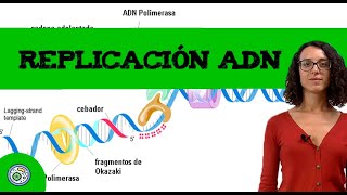 Replicación ADN 🧬 Ejercicio resuelto de genética de EBAU EvAU PAU [upl. by Heigl]