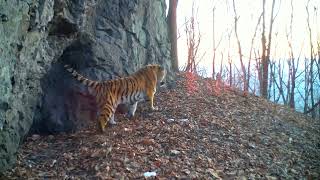 Amur tigress big and beautiful girl [upl. by Aehtela]