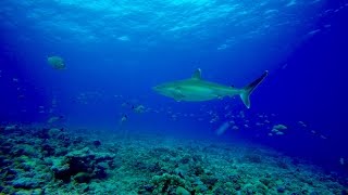 DIVING IN THE RANGIROA ATOLL  Scuba Diving In French Polynesia [upl. by Abita945]