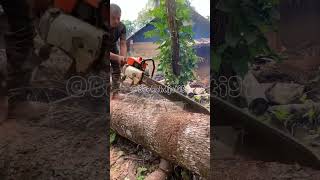 Amazing skill cutting wood is the best shorts [upl. by Nadual]