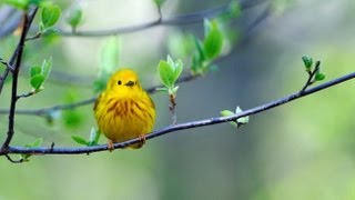 Yellow Warbler Portrait [upl. by Gilberto]