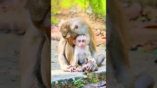 Lovely Monkey Family Libby and Babies 21 monkey monkeyanimalschannel cutebabies cutechildren [upl. by Angelita]