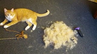 FURminator Review  Cat deshedding brush [upl. by Lonnie735]