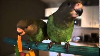 Brownheaded parrot vocalizations [upl. by Sherourd]