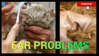 Who Pulls the Dog Ear Hair Out [upl. by Carolann]