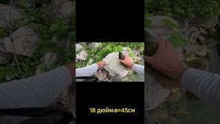 BASS FISHINGЛітній трофей BASS 45см shorts fishing lakelifeisthebestlife carpfishing [upl. by Gerkman]