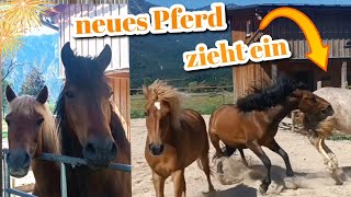 Neues Pferd zieht ein 🐎 Einstellpferd integrieren  Rangordnung klären  wilde Rangordnungskämpfe 😳 [upl. by Tihom]