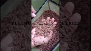 Channa striatus Induced breeding Varal channa breeding rearing shortsvideo fish nature [upl. by Nylle347]