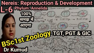 Nereis Reproduction amp Developments in NereisL6 BSc1st ZoologyTGTPGTGICDr KumudSTDBiology [upl. by Akelahs]