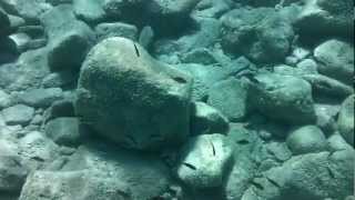 Snorkelling in Folegandros a Greek Island in the Cyclades [upl. by O'Meara]