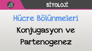 Hücre Bölünmeleri  Konjugasyon ve Partenogenez [upl. by Biebel]