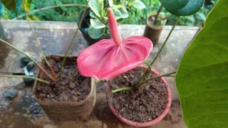 How to grow anthurium plants [upl. by Ahsener75]